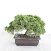 中品
