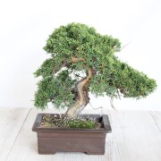 中品