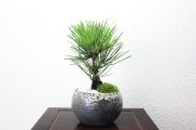 錦松,苔,苔玉,ミニ盆栽,盆栽通販,