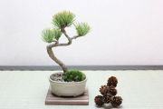 五葉松,苔,苔玉,ミニ盆栽,盆栽通販,