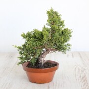 真柏　小品盆栽