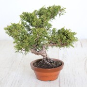 真柏　小品盆栽