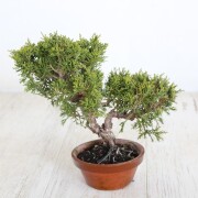 真柏　小品盆栽