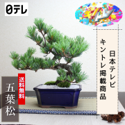 四国五葉松　キントレ掲載商品　日テレ　