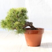 五葉松　小品盆栽　ミニ盆栽