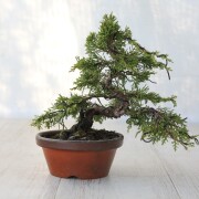 盆栽の大きさから選ぶ