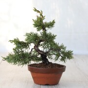 真柏　小品盆栽