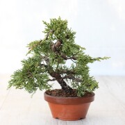 真柏　小品盆栽