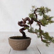 盆栽の大きさから選ぶ