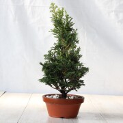 津山檜 小品盆栽