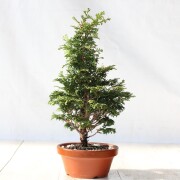 津山檜 小品盆栽