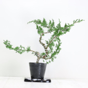 【送料無料】糸魚川真柏 盆栽 貴風盆栽 小品盆栽 中品盆栽 素材ミニ盆栽  bonsai