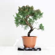 【送料無料】紀州真柏 盆栽 極太幹 貴風盆栽 小品盆栽 中品盆栽 素材ミニ盆栽  bonsai