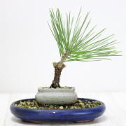 【送料無料】錦松盆栽　小品盆栽　豆盆栽　ミニ盆栽　受け皿付き　bonsai