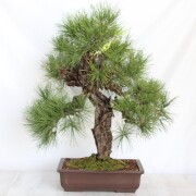 錦松盆栽　大品盆栽　bonsai