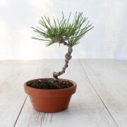 黒松　小品盆栽