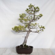 五葉松  大品盆栽