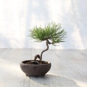 黒松　小品盆栽