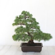 五葉松　大品盆栽