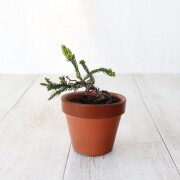 石化杉　小品盆栽　ミニ盆栽