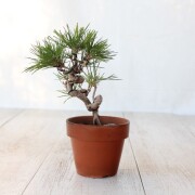 黒松　小品盆栽