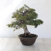 五葉松　大品盆栽