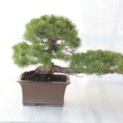 五葉松　大品盆栽