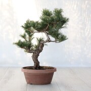 【中品　五葉松盆栽】真柏　　　　⭕ご奉仕品、葉性良好❗ 中品 五葉松盆栽】真柏 ⭕神、幹曲バランス良❗ | Buyee 通販
