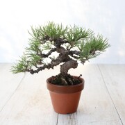 黒松　小品盆栽