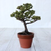 エゾ松 小品盆栽