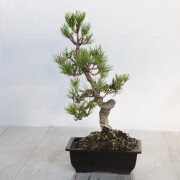 黒松　小品盆栽