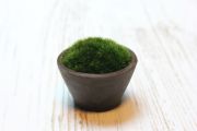 苔ぼん,苔,苔玉,ミニ盆栽,盆栽通販,