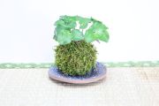 苔玉,苔,苔玉,ミニ盆栽,盆栽通販,