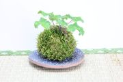 苔玉,苔,苔玉,ミニ盆栽,盆栽通販,