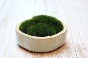 苔ぼん,苔,苔玉,ミニ盆栽,盆栽通販,