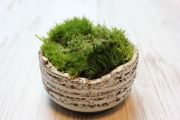 苔の小惑星,苔,苔玉,ミニ盆栽,盆栽通販,