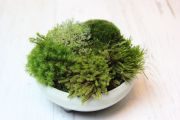 苔の惑星,苔,苔玉,ミニ盆栽,盆栽通販,