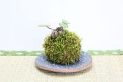 苔玉,苔,苔玉,ミニ盆栽,盆栽通販,