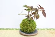 苔玉,苔,苔玉,ミニ盆栽,盆栽通販,