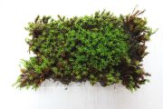 プレミアムスギ苔（杉苔）パック,苔,苔玉,ミニ盆栽,盆栽通販,