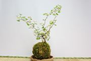 苔玉,苔,苔玉,ミニ盆栽,盆栽通販,