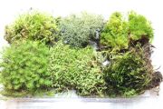 苔のアラカルト,苔,苔玉,ミニ盆栽,盆栽通販,