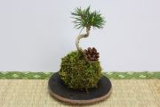 苔玉,苔,苔玉,ミニ盆栽,盆栽通販,