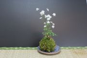 苔玉,苔,苔玉,ミニ盆栽,盆栽通販,