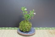 苔玉,苔,苔玉,ミニ盆栽,盆栽通販,
