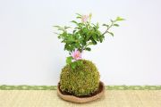 苔玉,苔,苔玉,ミニ盆栽,盆栽通販,