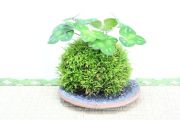 苔玉,苔,苔玉,ミニ盆栽,盆栽通販,