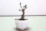 旭山桜(一才桜),苔,苔玉,ミニ盆栽,盆栽通販,