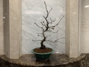 染井吉野（ソメイヨシノ）　TBSビビット放送商品　桜盆栽