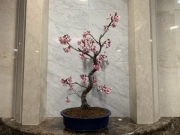 雅（ミヤビ）TBSビビット放送商品　桜盆栽